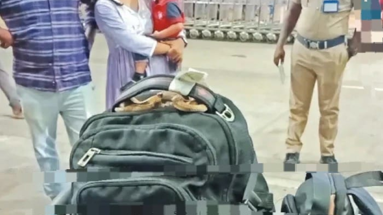 நல்ல பாம்பா..? கண்ணாடி விரியனா…? சூட்கேஸில் பதுங்கிய பாம்பை பார்த்து அலறிய பயணிகள்…. விமான நிலையத்தில் பரபரப்பு….!!