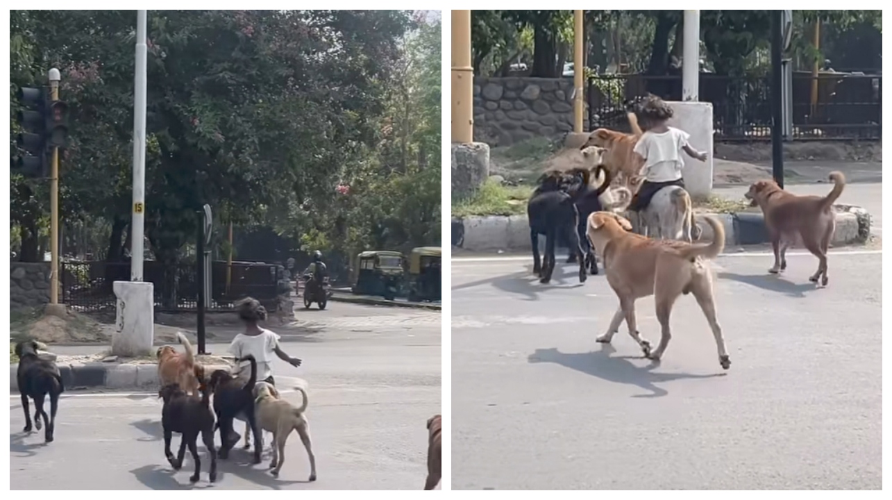 “விஐபி என்ட்ரி”.. இதுதான் Z+செக்யூரிட்டி… சாலையில் நாயின் மீது சவாரி செய்த சிறுமி… பாதுகாப்புக்காக கூடவே சென்ற… என்ன ஒரு புத்திசாலித்தனம்… வீடியோ வைரல்..!!!