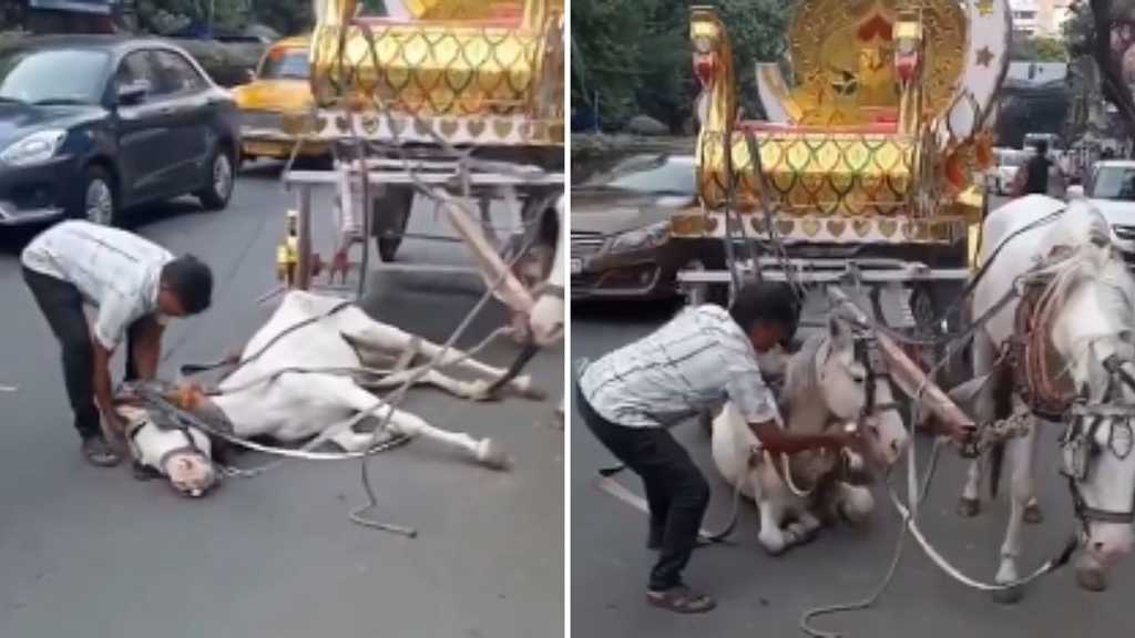 “வெயிலின் தாக்கத்தால் நடு ரோட்டில் மயங்கி விழுந்த குதிரை”… ஈவு இரக்கமே இல்லாமல் அடித்து இழுத்துச் சென்ற கொடூரம்.. அதிர்ச்சி வீடியோ..!!!
