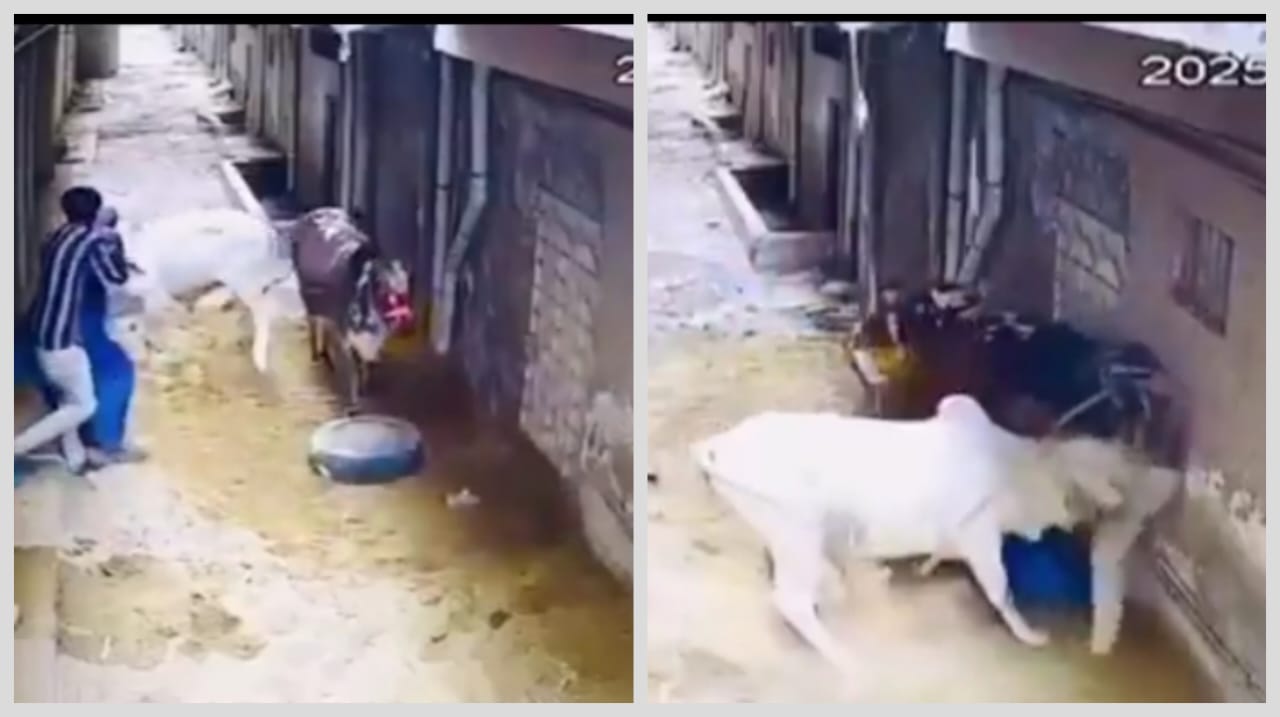 ஓடுனா விட்ருவனே..!! “விரட்டி விரட்டி முதியவரையும் வாலிபரையும் முட்டிய மாடு”… நல்ல வேலை செருப்புக்கு சேதாரம் இல்ல… கடைசியில் நடந்ததுதான் ஹைலைட்…!!!