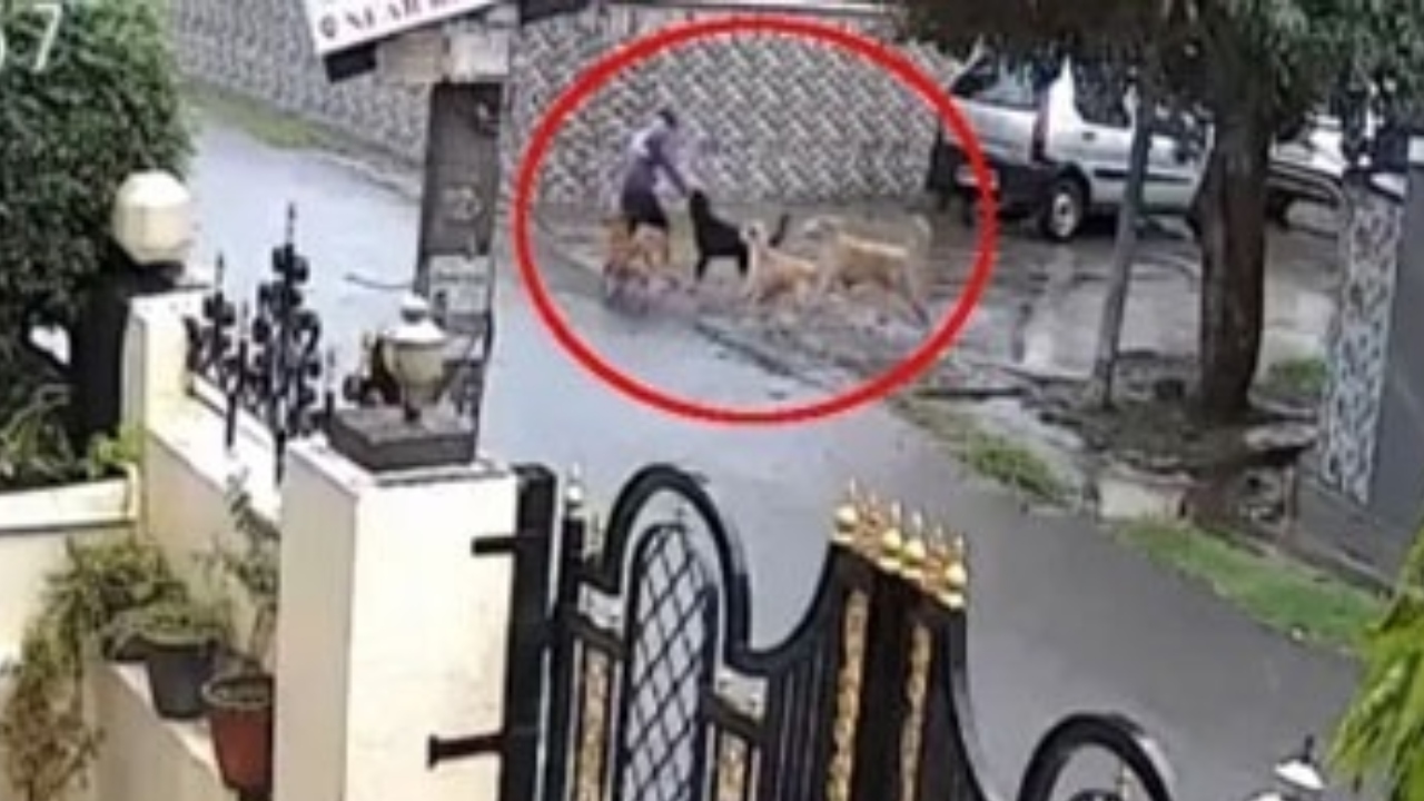 திக் திக் நிமிடங்கள்….! “சிறுவனை விடாமல் கடித்து குதறிய நாய்கள்…” பயந்து நின்ற பெண்கள்…. அடுத்த நொடியே…. பதற வைக்கும் வீடியோ….!!