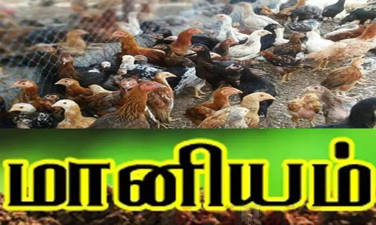 50 சதவீதம் மானியத்துடன் நாட்டுக்கோழி பண்ணை அமைக்கலாம்… என்னென்ன தகுதிகள்?… மாநில அரசின் அசத்தல் திட்டம்….!!!