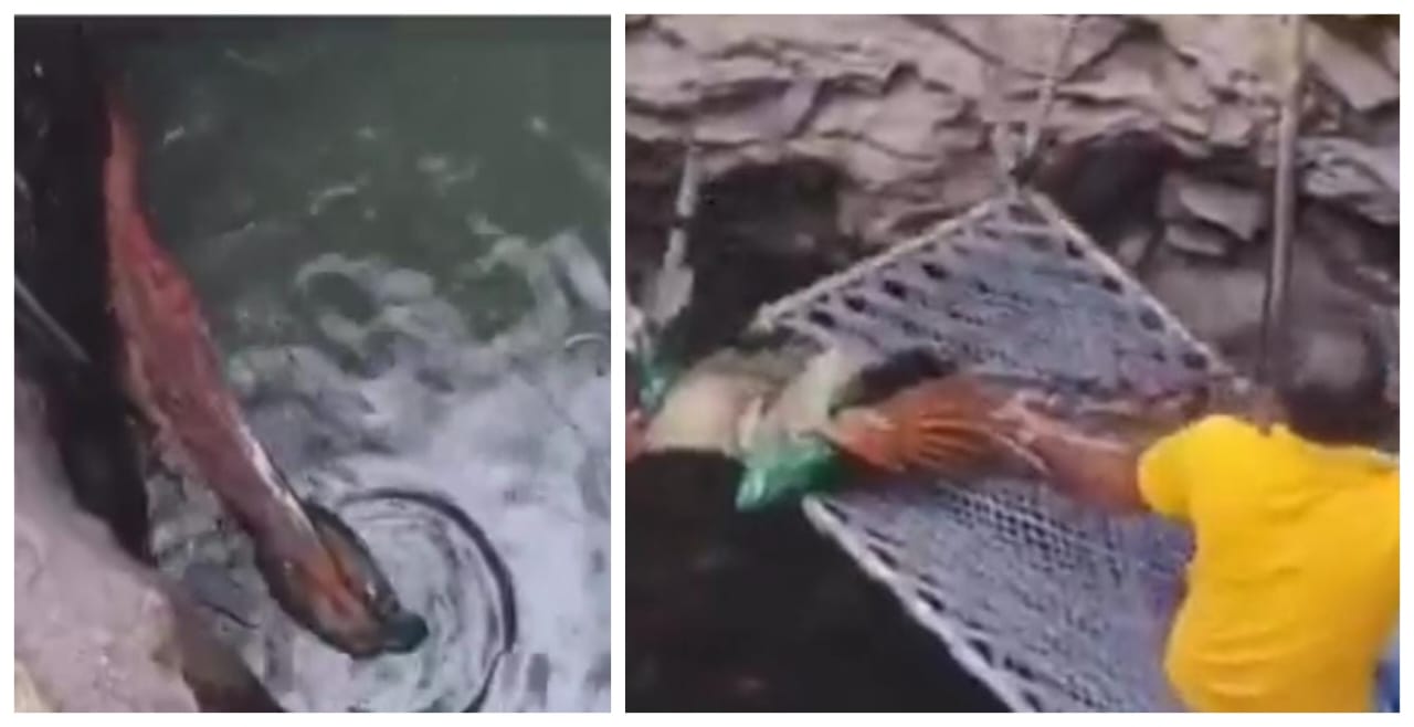 பல அடி ஆழமுள்ள கிணற்றுக்குள் விழுந்த மயில்… தன் உயிரையும் பொருட்படுத்தாமல் இறங்கி காப்பாற்றிய வாலிபர்கள்… வைரலாகும் வீடியோ…!!!