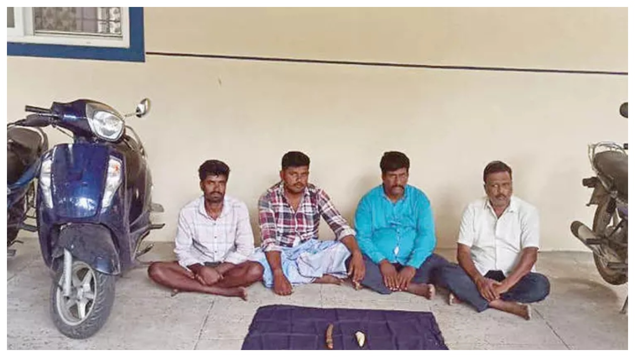 400 கிராம் எடையுள்ள யானை தந்தம்… அதிக விலைக்கு விற்க முயன்ற நான்கு பேர் … வனத்துறையினரின் அதிரடி நடவடிக்கை…!!
