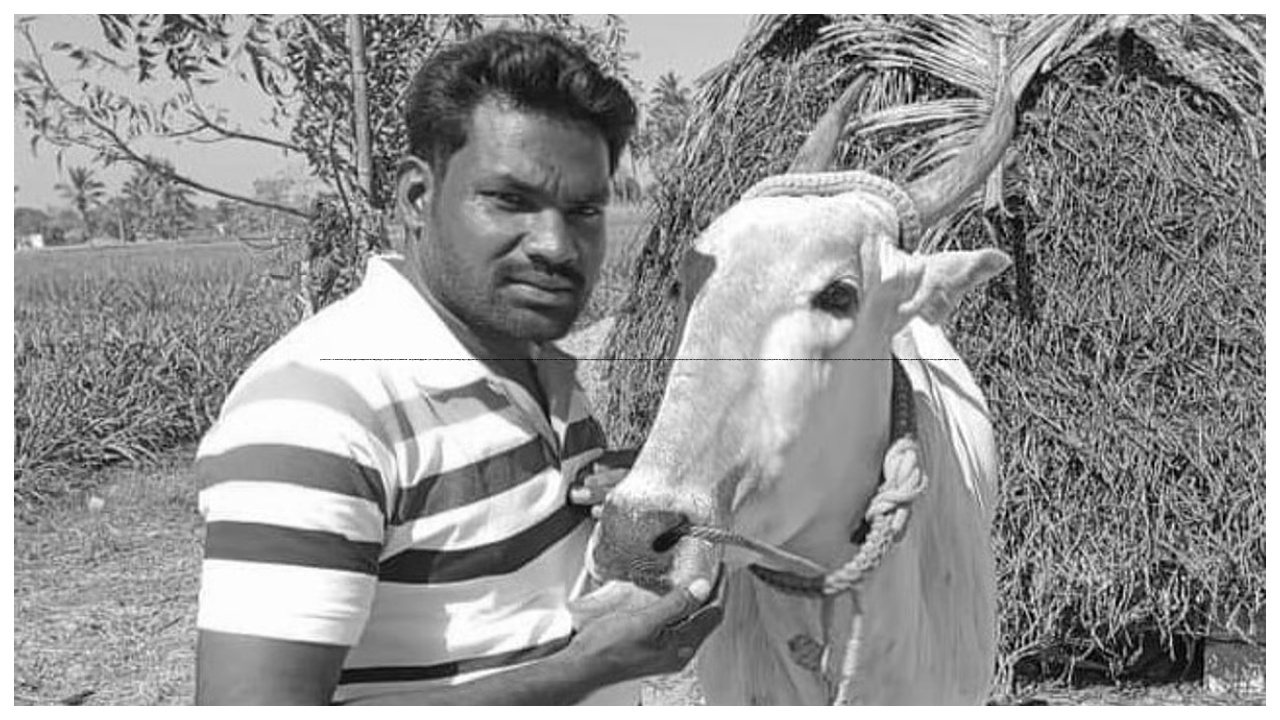 காளை மாட்டிற்கு நீச்சல் பயிற்சி கொடுப்பதற்காக சென்ற நபர்… சேற்றில் சிக்கி உயிரிழப்பு… பெரும் சோகம்…!!