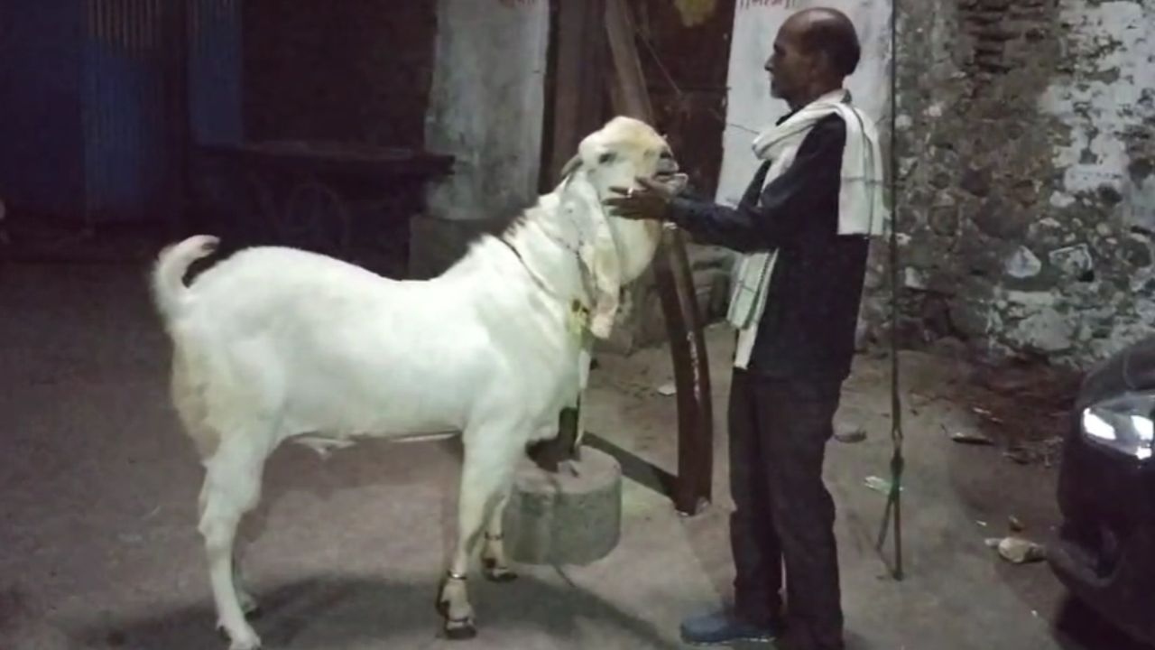 “வாங்கம்மா, வாங்க…” இந்த ஆட்டை யாரு வேணாலும் வாங்கிக்கலாம்…. ஆனா ஒரு கண்டிஷன்…. என்னவா இருக்கும்…? பிரபலமான ஆட்டுடன் செல்பி எடுக்க குவியும் மக்கள்….!!