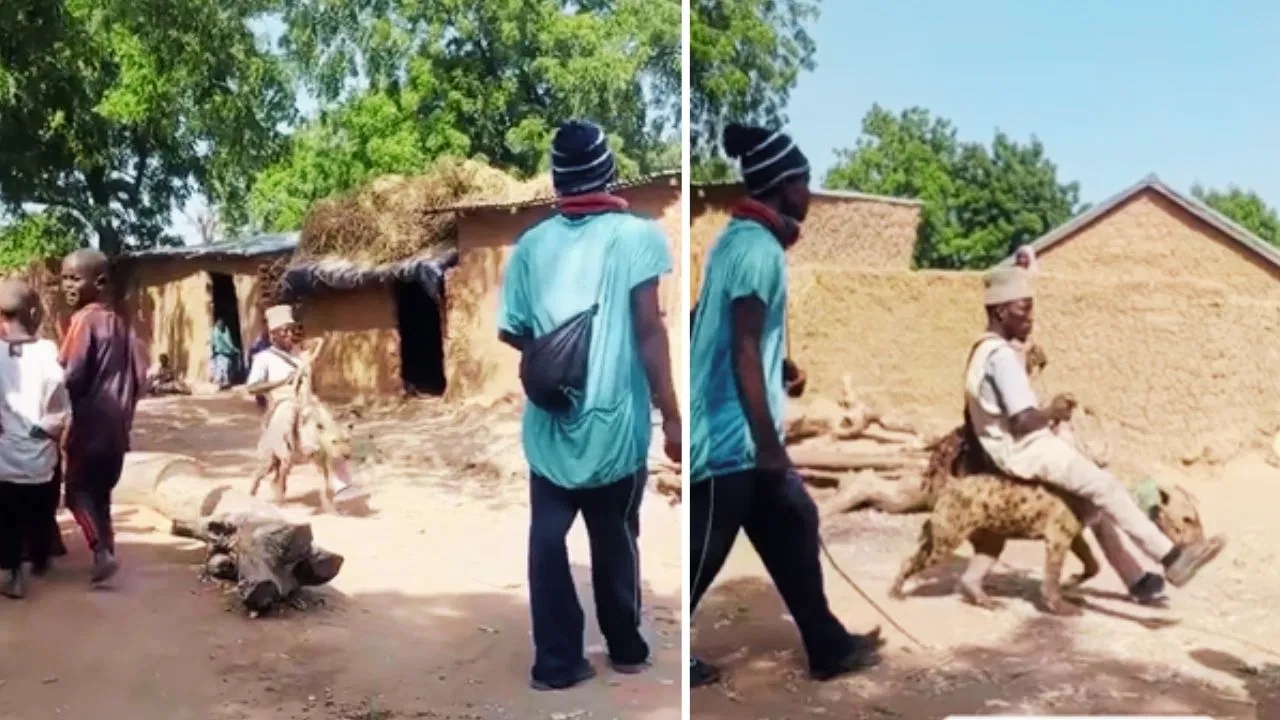 அடப்பாவமே…! “சிங்கமே பயந்து ஓடும்….” உனக்கு இப்படி ஒரு நிலைமையா…? கழுதைப்புலியின் முதுகில் அமர்ந்து சவாரி செய்த நபர்…. ஷாக்கிங் வீடியோ வைரல்….!!