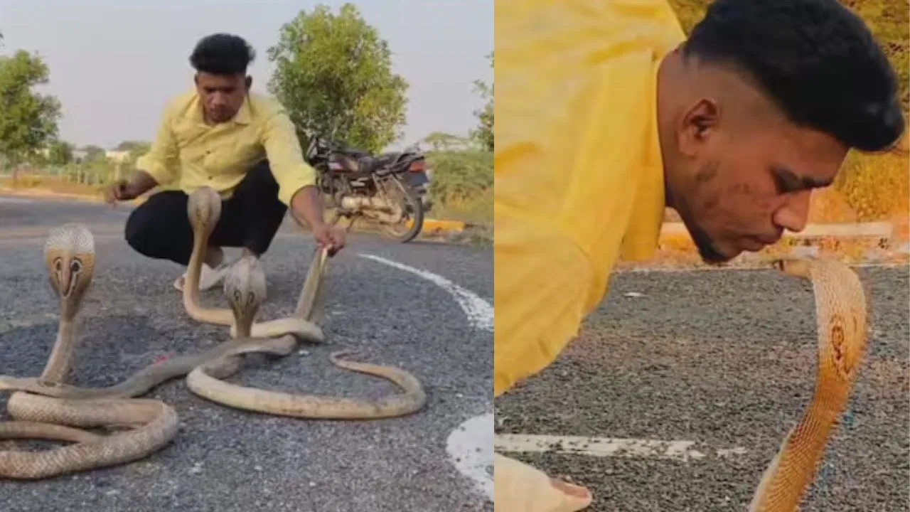 அடியாத்தி….! நடுரோட்டில் பாம்புகளுக்கு முத்தம் கொடுத்த வாலிபர்…. அடுத்த நொடியே…. திகிலூட்டும் வீடியோ வைரல்….!!