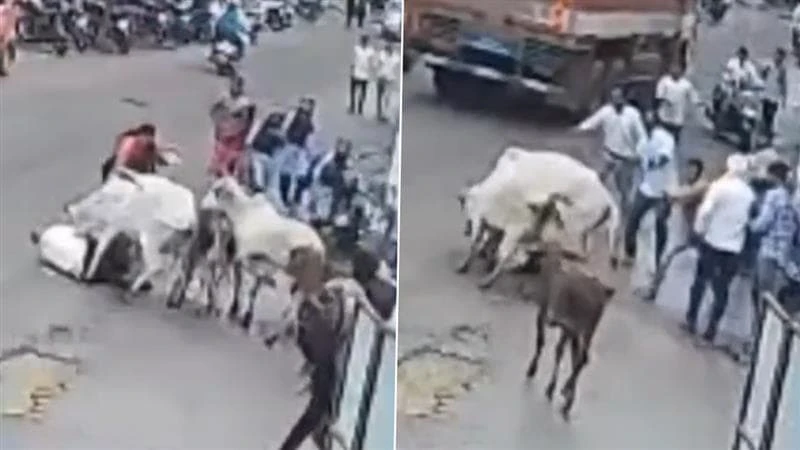 “முட்டி தள்ளிய காளைகள்…” முதியவரை காப்பாற்ற முயன்ற மக்கள்…. விரட்டியவரையும் விடாமல் துரத்தி சென்று….. பதற வைக்கும் வீடியோ…!!