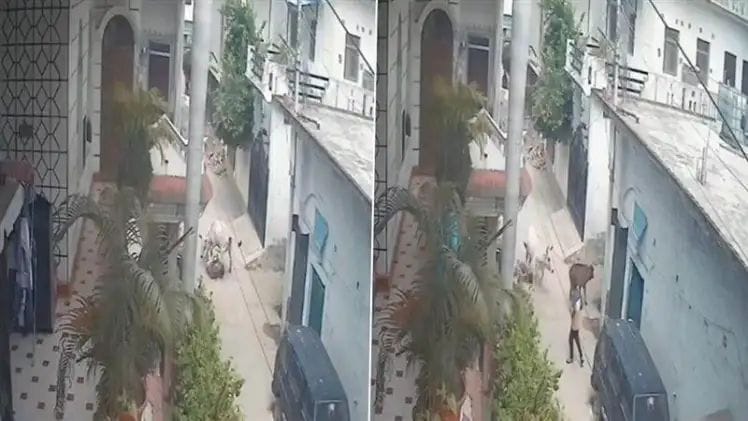 அடக்கடவுளே…! “தெருவில் நடந்து சென்றவரை 4 அடி உயரம் தூக்கி வீசி கொடூரமாக தாக்கிய மாடு”… உயிரே போயிடுச்சு… நெஞ்சை பதற வைக்கும் வீடியோ..!!!!