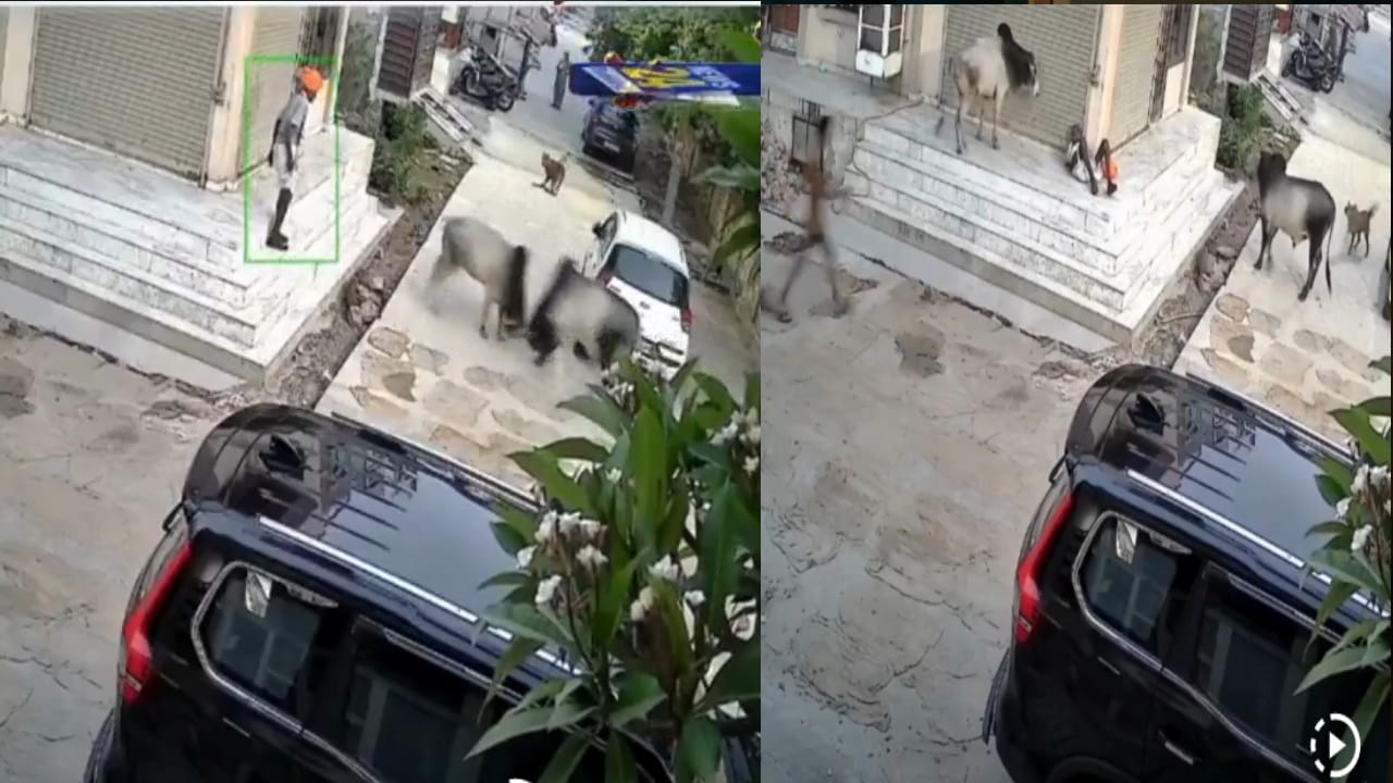 சண்டை போட்ட காளைகள்….! “முதியவரை முட்டி தூக்கி வீசி….” அடுத்து நடந்த அதிர்ச்சி சம்பவம்…. பதைப்பதைக்கும் வீடியோ….!!