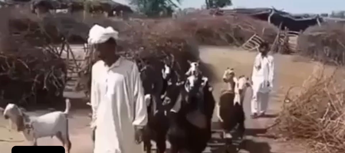 அரிதான…! “நடனமாடும் ஆடுகள்”… எங்கு உள்ளன தெரியுமா?… வெளியான க்யூட் வீடியோ..!!