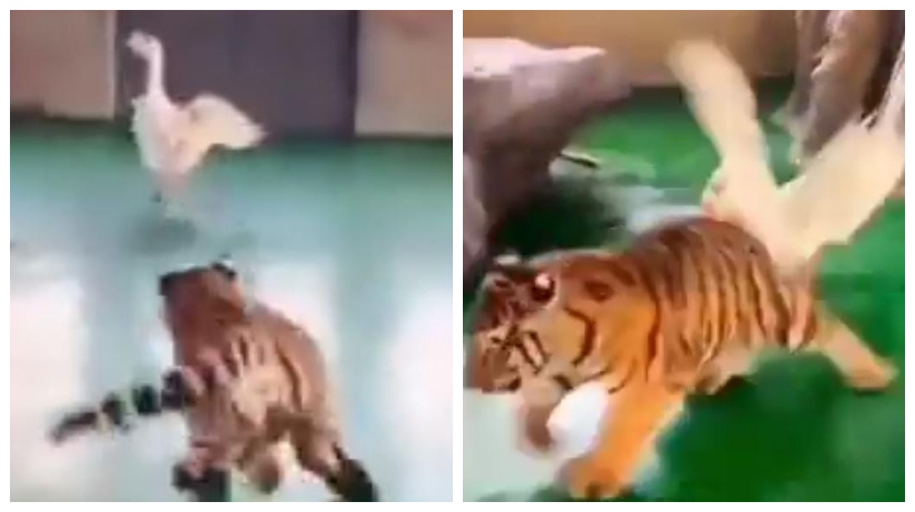 நம்ம பாக்குறது உண்மையா..? “சீறி பாயும் புலியை விரட்டி விரட்டி கொத்திய வாத்து”… பூனை போல் பயந்து கூண்டுக்குள் ஒளிந்து கொண்ட சம்பவம்…. ஆச்சரிய வீடியோ….!!!!