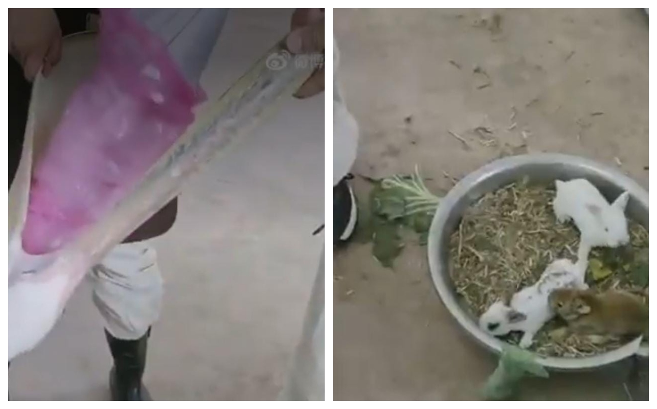 எம்மா பெரிய வாயி… கொத்துக்கொத்தாக்க முயல் குட்டியை விழுங்கிய பெலிகான் பறவை… வாய்க்குள் கையை விட்டு… வைரலாகும் வீடியோ…!!!