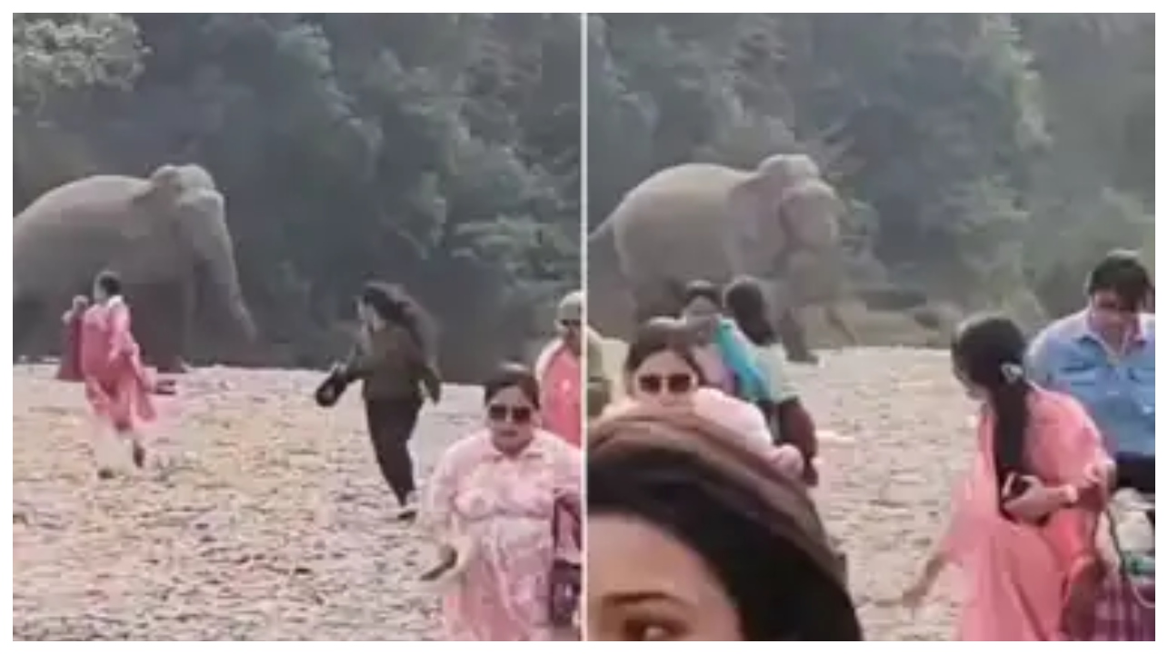 காட்டுப்பகுதியில் இருந்து வெளியே வந்த யானை…. அலறியடித்து ஓடிய சுற்றுலாப் பயணிகள்… வைரலாகும் அதிர்ச்சி வீடியோ…!!!