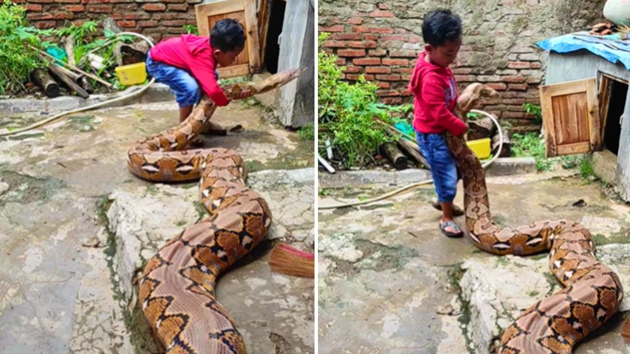 அம்மாடியோ…! ராட்சத மலைப்பாம்பை தூக்கிய சிறுவன்…. “எங்க வீட்டுக்குள்ள வரியா….? பதற வைக்கும் வீடியோ….!!