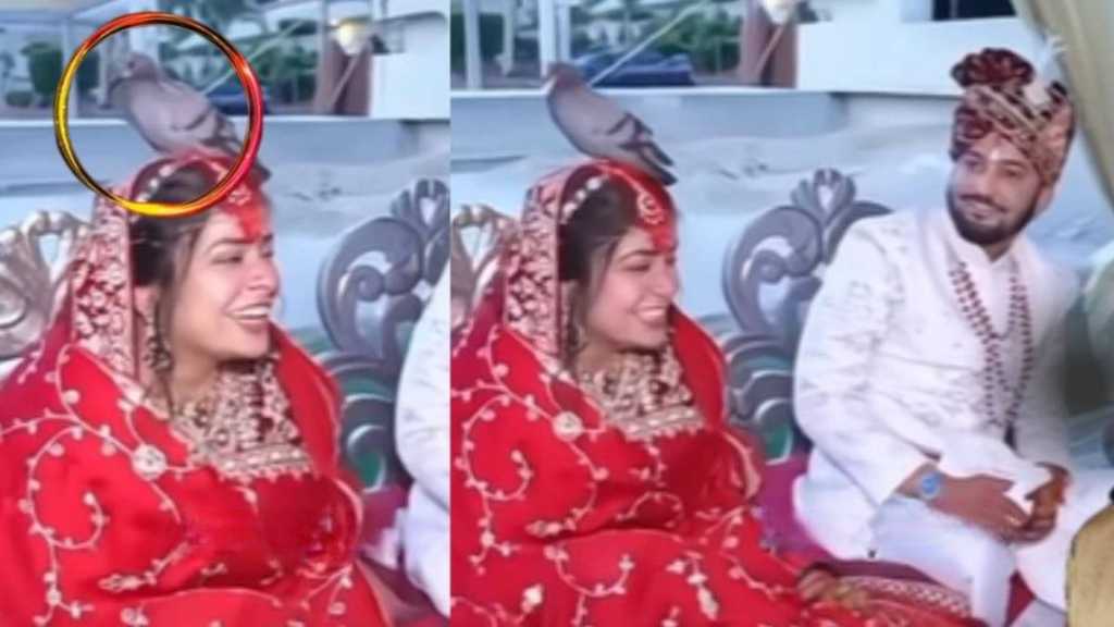 “திருமணத்தின்போது திடீரென தலையில் அமர்ந்த புறா”.. ஆடிப்போன மணமகன்… விழுந்து விழுந்து சிரித்த மணமகள்… இணையத்தை கலக்கும் வீடியோ…!!!