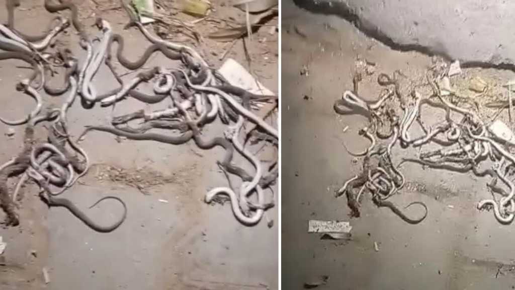 நெஞ்சே பதறுதே..! “ஒரே இடத்தில் கொத்து கொத்தாக வந்த பாம்புகள்”.. மொத்தம் 52… விடிய விடிய  காத்திருந்து அடித்துக் கொன்ற மக்கள்… உறைய வைக்கும் வீடியோ.!!!