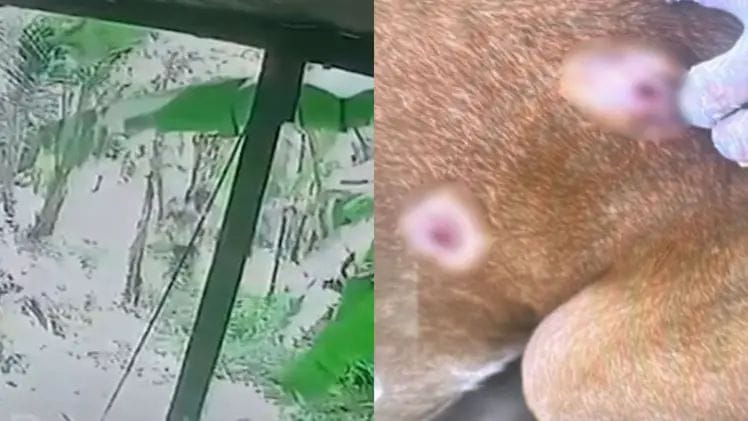 “அதுவும் உயிர்தான்!” – பயந்து ஓடிய நாயின் வயிற்றிலும் தலையிலும் குண்டுகள்… கண்ணீரில் மூழ்க வைக்கும் சிசிடிவி காட்சி..!!