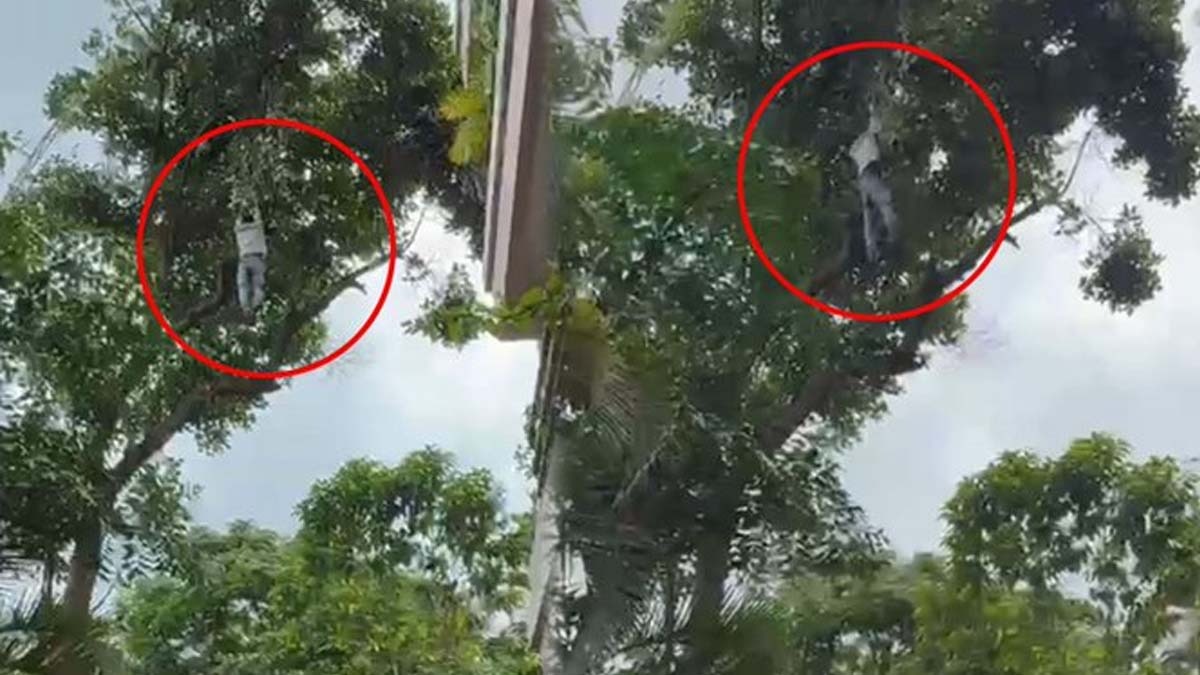 “தலைக்கேறிய போதை”… இப்பதான் அவருக்கு பலாப்பழம் வேணுமா…? கிடு கிடுவென மரத்தில் ஏறி 50 அடி உயரத்திலிருந்து… பதற வைக்கும் வீடியோ… இதெல்லாம் தேவையா..?