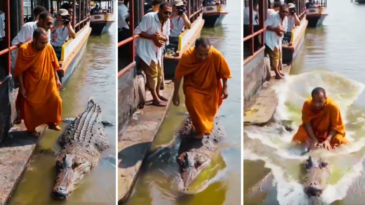 “அது பழைய ஸ்டைல் இப்ப இதுதான் புது ட்ரெண்ட்”… முதலையின் மீது ஏறி ஆற்றை கடந்த நபர்… ரொம்ப தில்லு தான்.. ஆனால் ஒரு ட்விஸ்ட்… வைரலாகும் வீடியோ..!!!