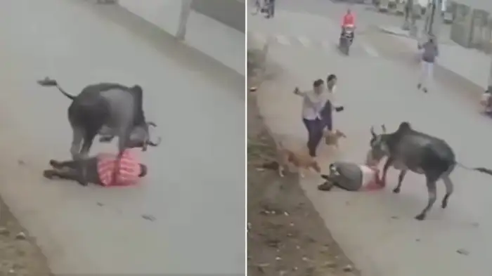 சாலையில் நின்று கொண்டிருந்த நபரை திடீரென சரமாரியாக தாக்கிய காளை… காப்பாற்ற வந்தவர்களையும் விடவில்லை… இறுதியில்… வைரலாகும் அதிர்ச்சி வீடியோ…!!!
