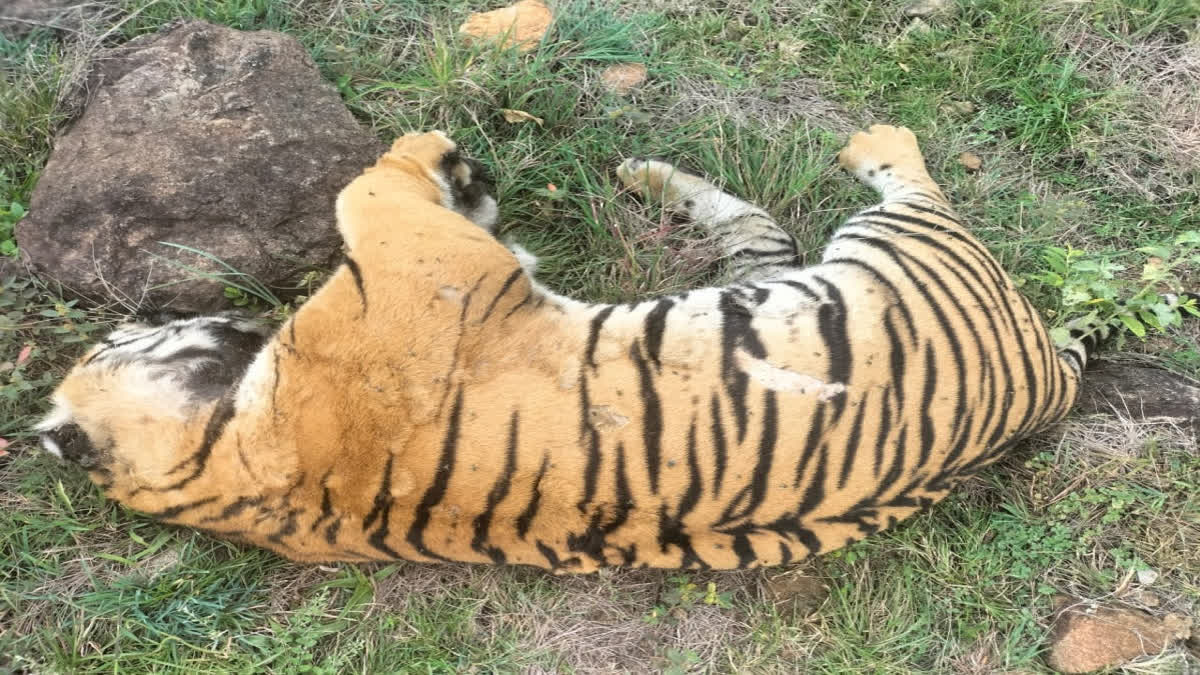 திடீர் திருப்பம்….! மர்மமாக இறந்த புலிகள்…. விஷம் வைத்து கொல்லப்பட்டது உறுதி…. 6 பேரிடம் தீவிர விசாரணை…. வனத்துறையினர் அதிரடி….!!