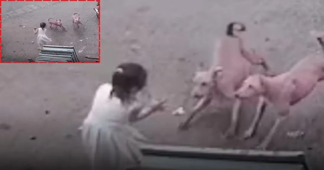 திக் திக் நிமிடங்கள்….! 6 வயது சிறுமியை கடிக்க பாய்ந்த தெரு நாய்கள்…. அடுத்த நொடியே நடந்த சம்பவம்…. பதற வைக்கும் வீடியோ….!!