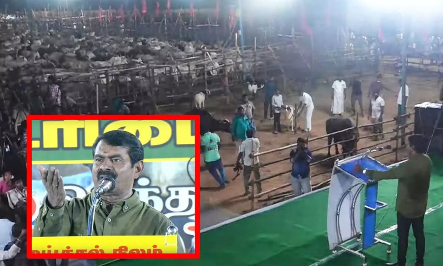 “இனி எருமை மாடுன்னு யாரையும் திட்டாதீங்க”… நான் மட்டும் ஆட்சிக்கு வந்தால் மாடு மேய்ப்பதை அரசு வேலையாக்குவேன்… சீமான் அதிரடி வாக்குறுதி…!!!!