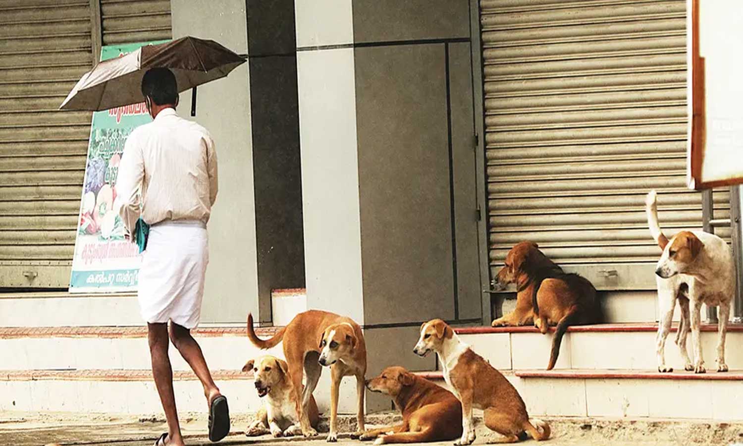 “அதிகரிக்கும் தெரு நாய் கடி”… 5 மாதத்தில் மட்டும் 1.65 லட்சம் பேர் பாதிப்பு… 17 பேர் உயிரிழப்பு… வெளியான அதிர்ச்சி தகவல்..!!