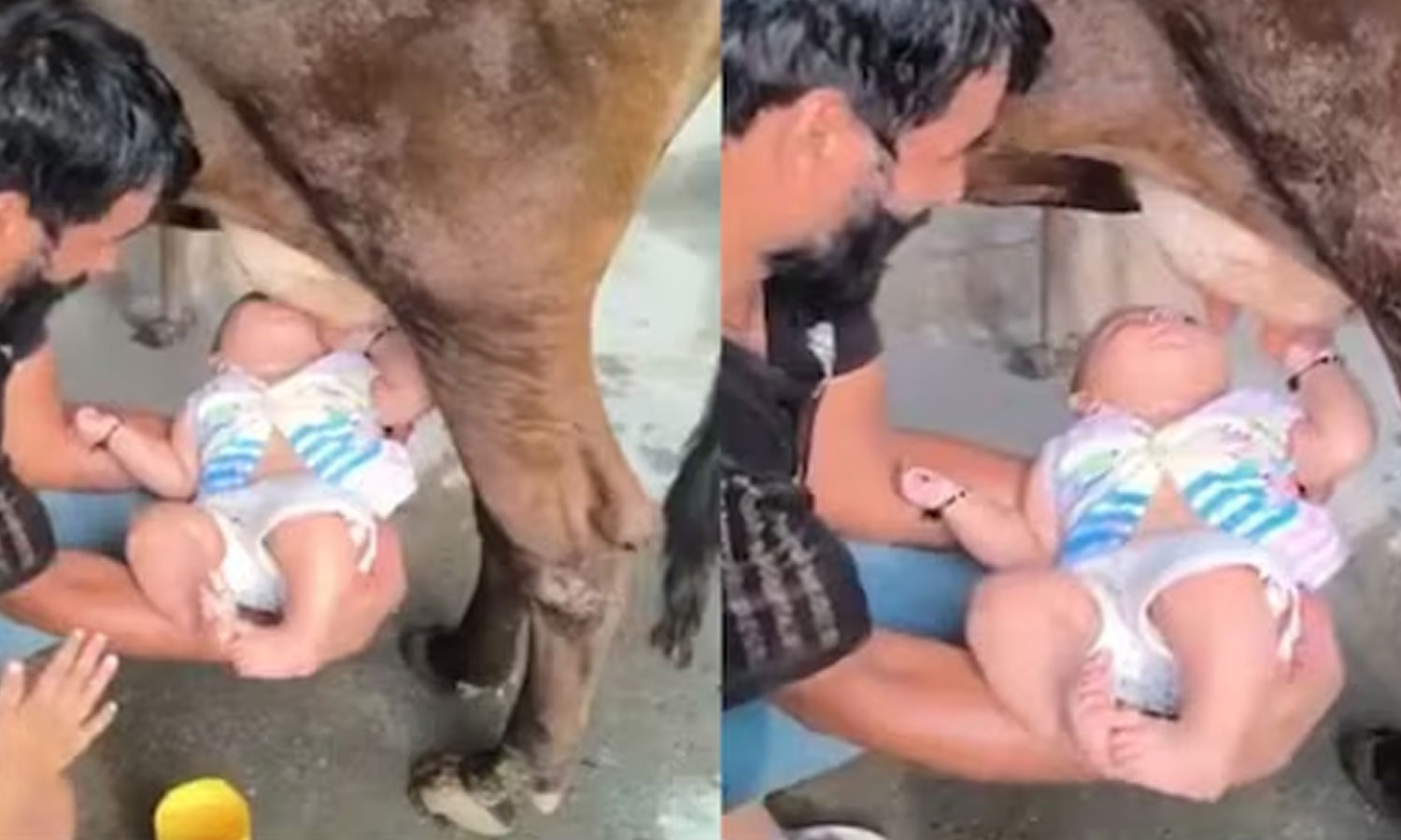என்னையா பண்ற..! பசு மாட்டின் மடியில் இருந்து நேரடியாக பச்சிளம் குழந்தையை பால் குடிக்க வைத்த நபர்… வைரலாகும் அதிர்ச்சி வீடியோ..!!