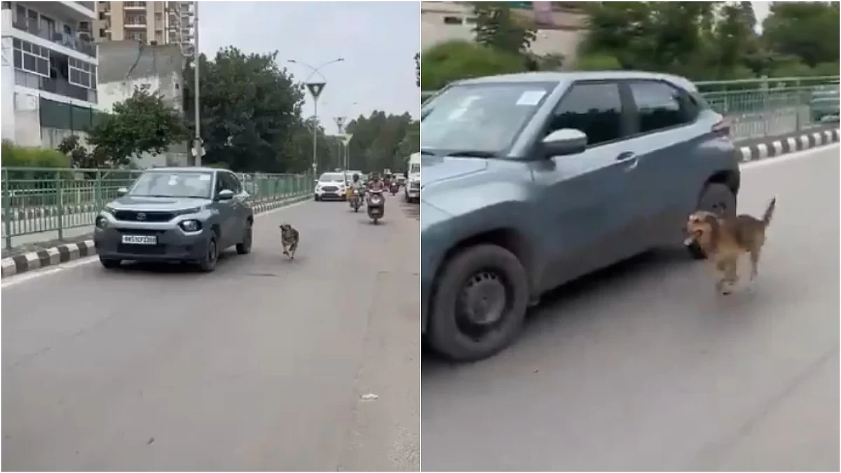 மனசாட்சியே இல்லையா..! நடுரோட்டில் நாயை பரிதவிக்க விட்டு சென்ற உரிமையாளர்… காரின் பின்னாடியே ஓடி வந்த நாய்… கண்ணை கலங்க வைக்கும் வீடியோ…!!