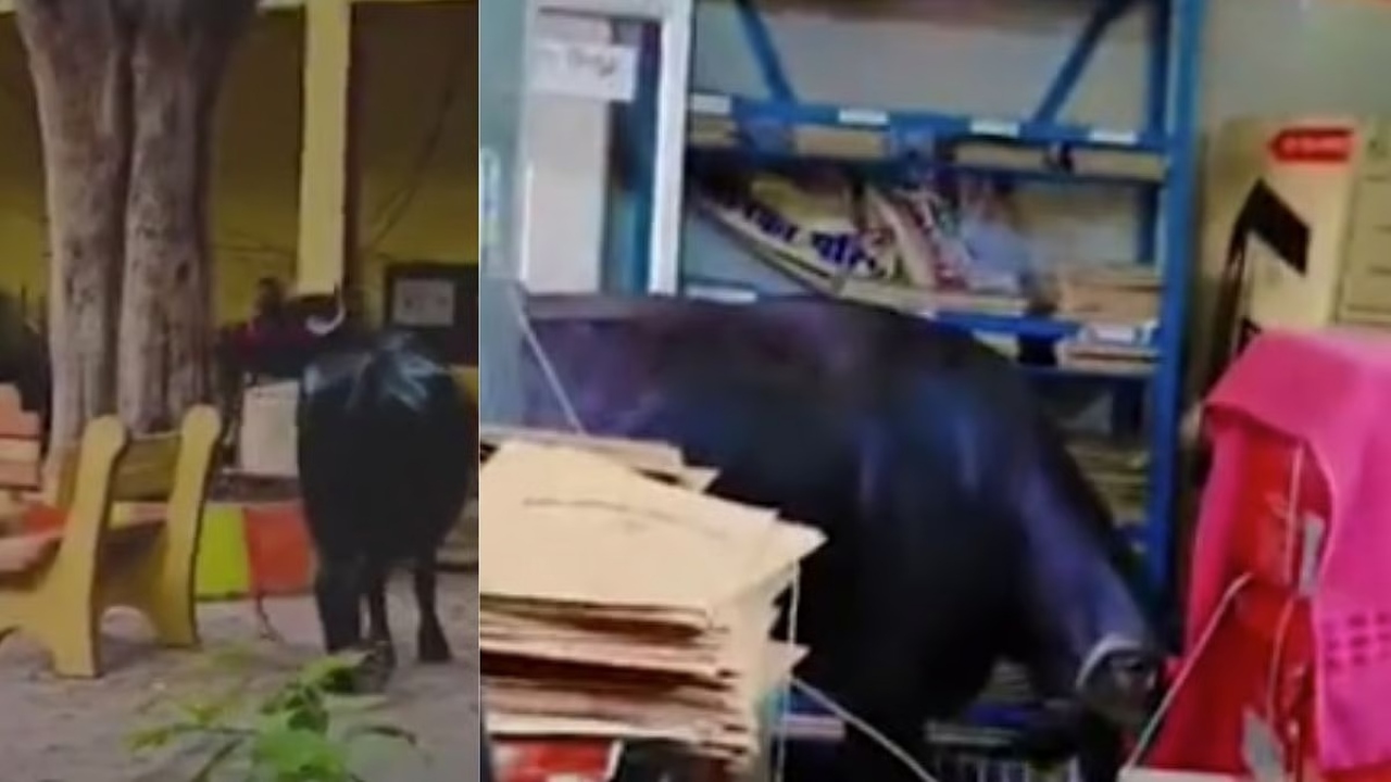 எல்லாம் போச்சு…! “அரசு அலுவலகத்திற்குள் ருத்ர தாண்டவம் ஆடிய எருமை….” ஊழியர்களை விரட்டி முட்டி…. இணையத்தில் வைரலாகும் வீடியோ…!!