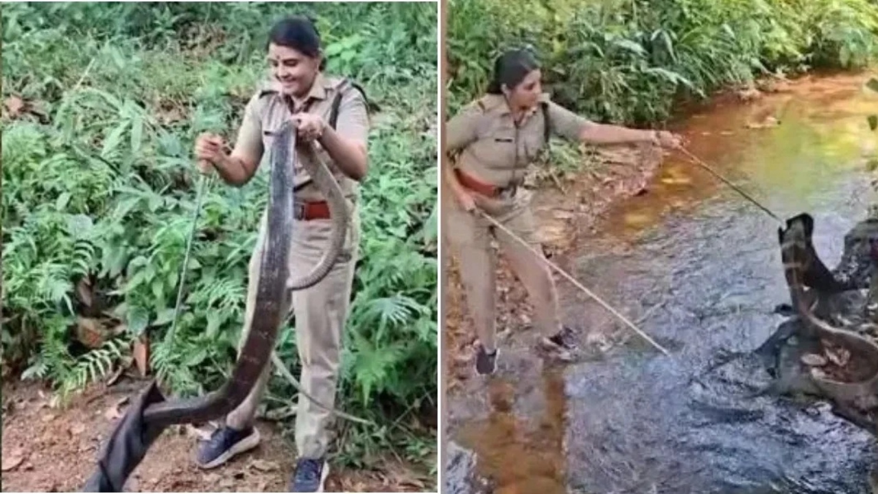அம்மாடியோ….! “சுமார் 18 அடி நீளமும் 20 கிலோ எடை… ஆக்ரோஷமாக சீறிய ராஜநாகம்…. அசால்ட்டாக பிடித்த சிங்கப்பேன்…. திகிலூட்டும் வீடியோ….!!