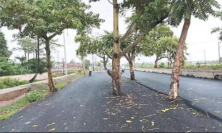 ரூ. 100 கோடி செலவு பண்ணி இப்படித்தான் மரம் நட்டீங்களா…? ரொம்ப புத்திசாலியா இருப்பாங்க போல… அதிர்ச்சியில் வாகன ஓட்டிகள்…!!!