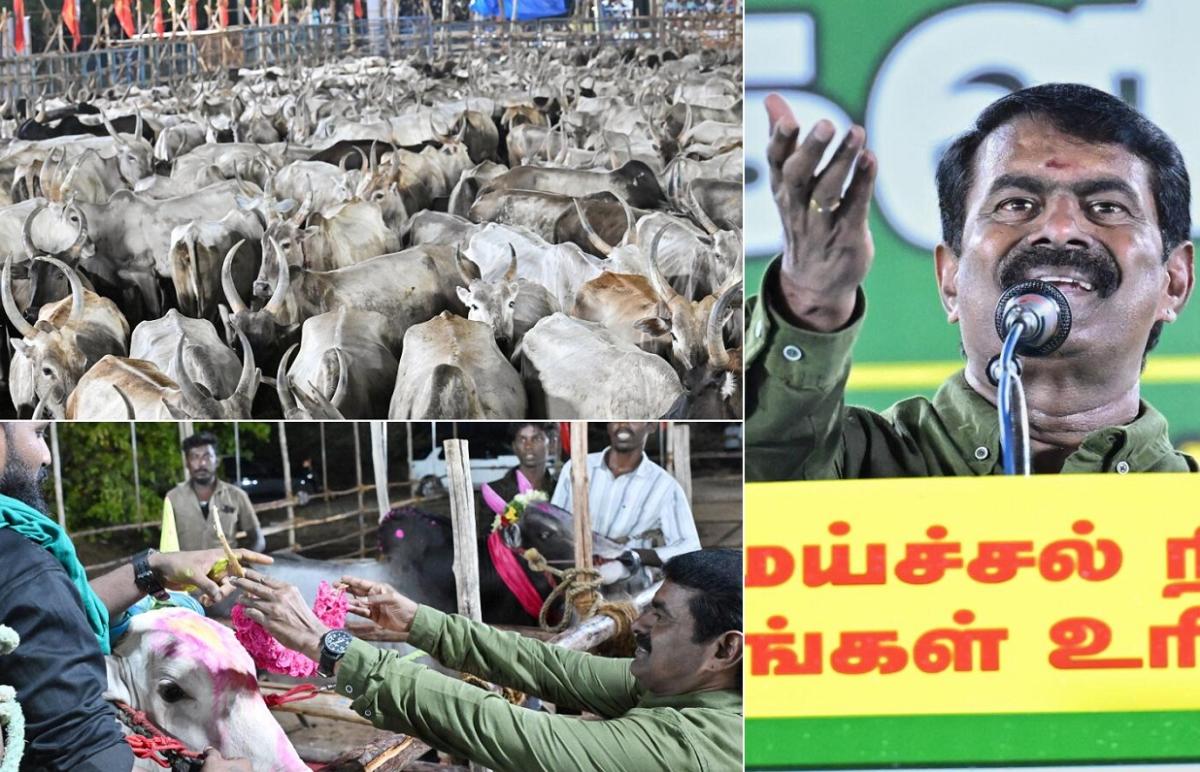“தமிழ்நாட்டில் ஆடு, மாடுகளுக்கு ஓட்டுரிமை”… இது அவமானம் அல்ல வெகுமானம்… ஆடு மாடுகள் முன்னிலையில் சீமான் பரபரப்பு பேச்சு…!!!