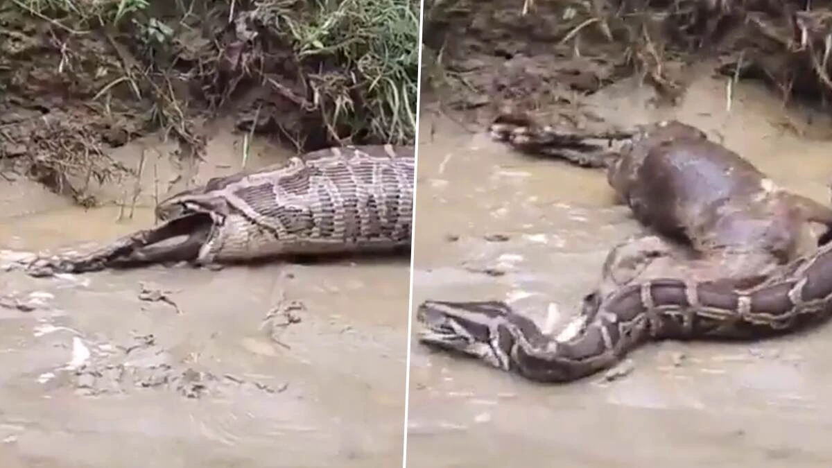 20 அடி நீளம் உள்ள பைதான் பாம்பு பெரிய வெள்ளாட்டை விழுங்கிய அதிர்ச்சி சம்பவம்… ஆத்திரத்தில் உறைந்த மக்கள்… வைரலாகும் வீடியோ…!!!