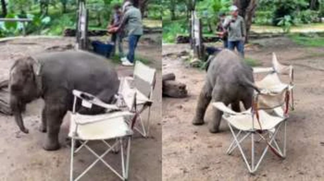 என்னடா இது நமக்கு வந்த சோதனை..! சேரில் உட்கார முயற்சிக்கும் குட்டி யானை… வைரல் ஆகும் க்யூட் வீடியோ…!!