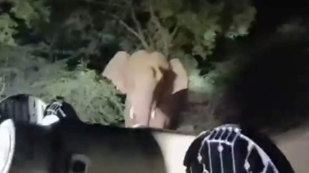 திக் திக் நிமிடங்கள்….! விரட்டி சென்ற வனத்துறையினர்…! ஆக்ரோஷத்தில் முட்டி தள்ள முயன்ற யானை…. பதற வைக்கும் வீடியோ….!!