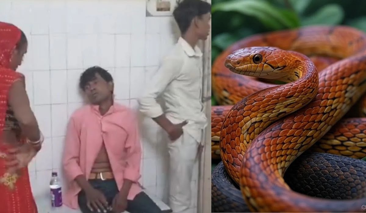 “தலைக்கேறிய போதை”… சைடு டிஸ்ட்க்கு ஒன்னும் இல்ல… உயிரோடு சென்ற பாம்பை பிடித்து மென்று சாப்பிட்ட வாலிபர்… கடைசியில்… வைரலாகும் வீடியோ…!!!!