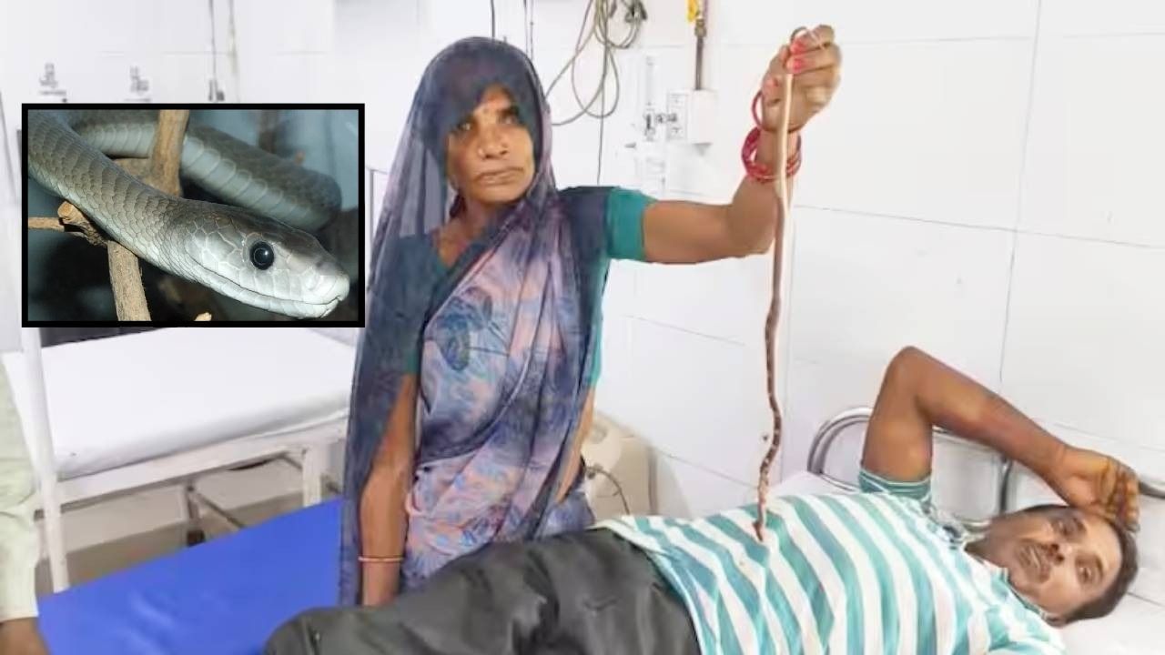 ஐயா..! “என் புருஷன் உயிரை காப்பாத்துங்க”.. இந்த பாம்பு தான் அவரை கடிச்சு… ஹாஸ்பிடலுக்கு பாம்புடன் வந்த மனைவி… அதிர்ந்து போன டாக்டர்…!!