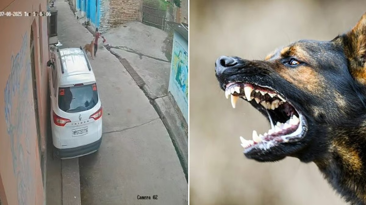 எங்க குழந்தைகளை ஸ்கூலுக்கு அனுப்பவே பயமா இருக்கு..! “6 வயது சிறுமிக்கு உயிர் பயத்தை காட்டிய தெரு நாய்”… கதறும் பெற்றோர்… வீடியோ வைரல்.!