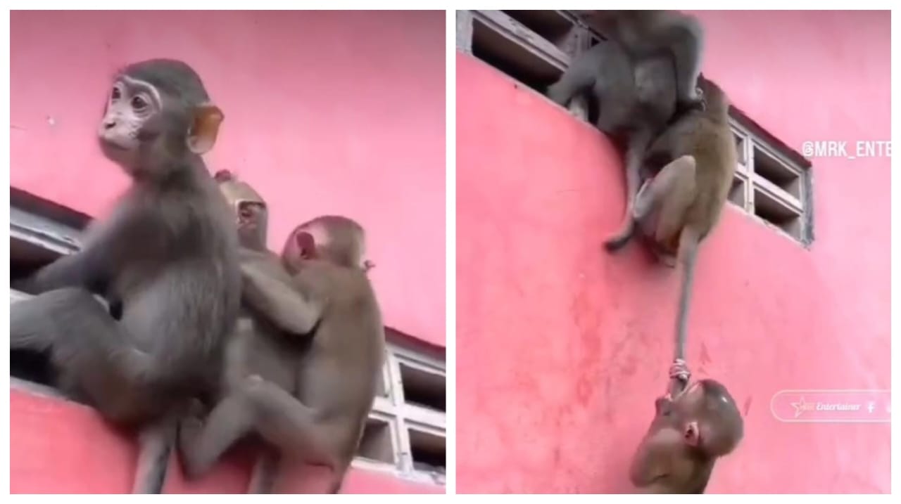 உங்க அட்ராசிட்டி தாங்க முடியலப்பா… இவ்வளவு கஷ்டப்பட்டு எங்க தான் போறீங்க?… மிகப்பெரிய சுவற்றில் குரங்கின் வாலை பிடித்து மேலே ஏறிய குட்டி குரங்குகள்… வைரலாகும் வீடியோ..!!!