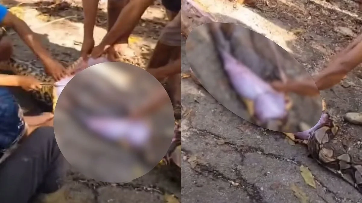 அடப்பாவமே…! காணாமல் போன விவசாயி…. பாம்பின் வயிறை கீறி மனித உடலை வெளியே எடுத்த மக்கள்…. திக் திக் வீடியோ….!!
