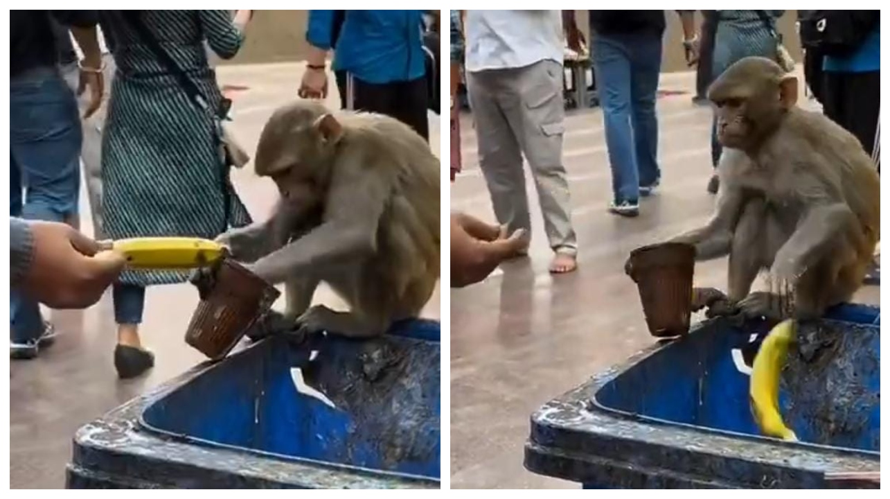 இருந்தாலும் உனக்கு ஓவர் குசும்பு தான்… கொடுத்த வாழைப்பழத்தை குப்பை தொட்டியில் வீசிய குட்டி குரங்கின் அட்ராசிட்டி… வைரலாகும் வீடியோ…!!