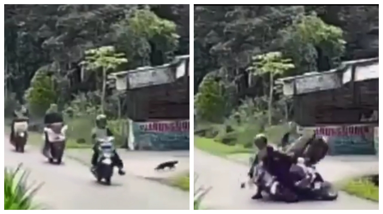 அந்த பழமொழி உண்மையாகிட்டோ…! “பூனை குறுக்கே வந்ததால் சட்டென பிரேக் பிடித்த பெண்”… அடுத்தடுத்து வந்த வாகனங்கள்…. விவாதத்தை ஏற்படுத்திய வீடியோ…!!!!