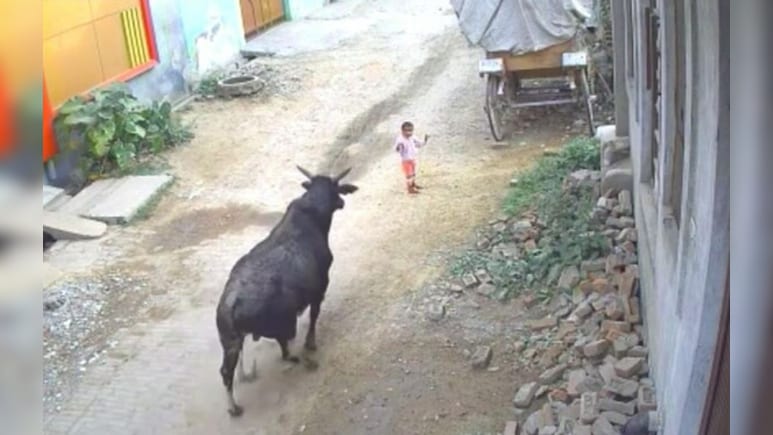 அடக்கடவுளே… சாலையில் நின்று கொண்டிருந்த குழந்தை.. திடீரென ஓடி வந்த மாடு முட்டி தூக்கி சிறுவனின் மேல் அமர்ந்து… பதற வைக்கும் வீடியோ…!!