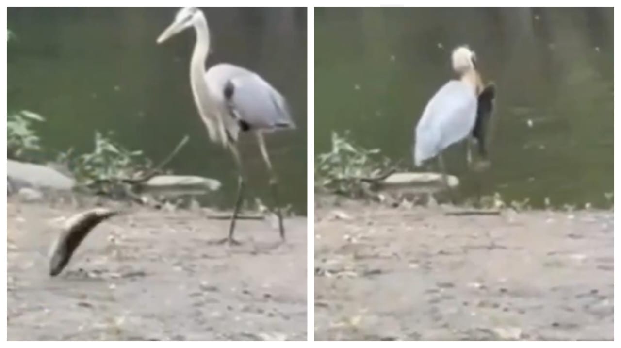 ஆச்சரியம்…! “தரையில் துடிதுடித்துக் கொண்டிருந்த மீனின் உயிரைக் காப்பாற்றிய கொக்கு”… அட உண்மை தாங்க… நீங்களே இந்த வீடியோவை பாருங்க.!!
