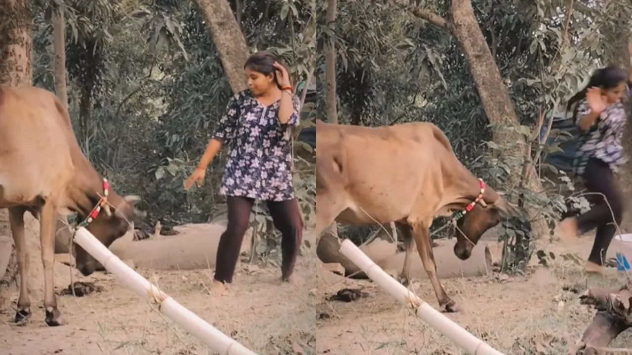 என்னம்மா இப்படி பண்றீங்களேம்மா… ஆனாலும் உனக்கு தைரியம் அதிகம் தான்… கட்டிருந்த பசுவின் முன் நின்று வெறுப்பேத்திய பெண்… வைரலாகும் வீடியோ…!!!