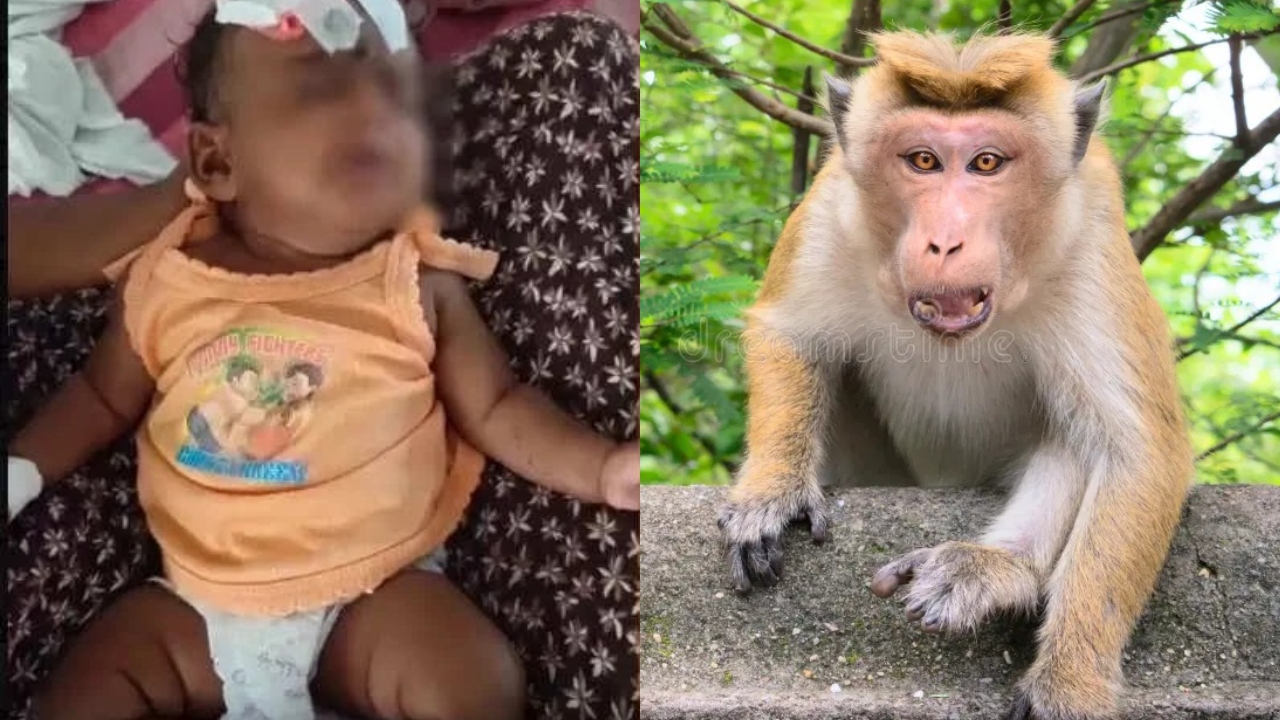தொடர்ந்து அட்டகாசம்…! “தொட்டிலில் தூங்கிய பிஞ்சு குழந்தை”…. கடித்து குதறிய குரங்கு….! பதற்றத்தில் மக்கள்….!!
